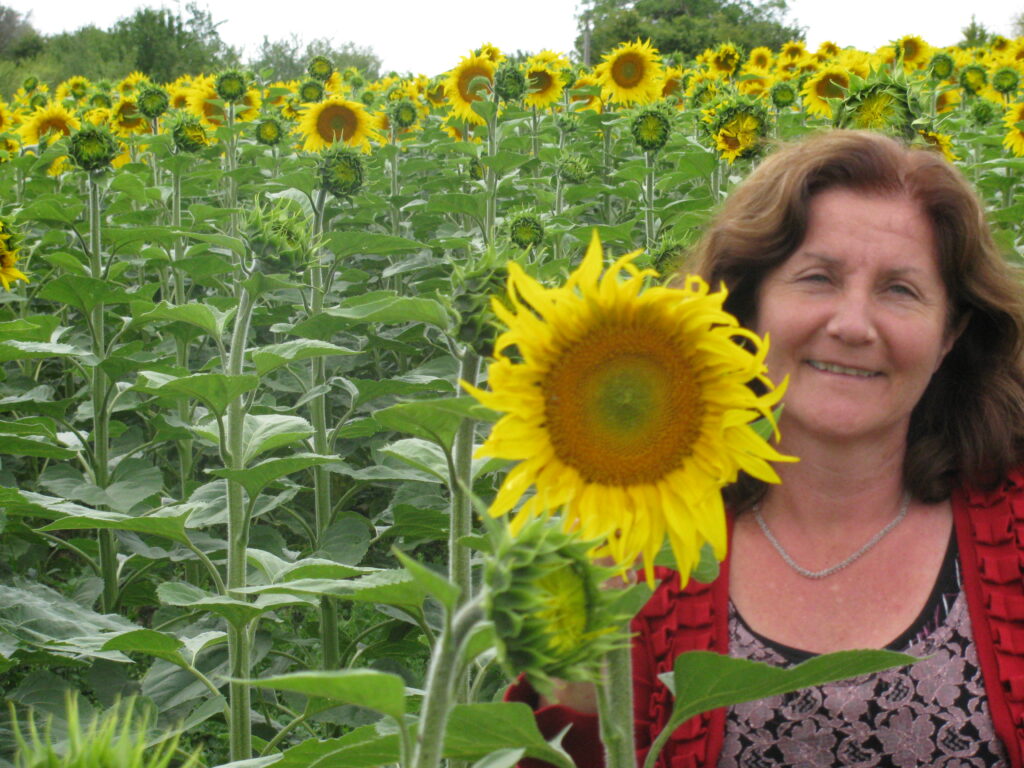 Maribel Standing by a Beautiful Sunflower in a Sunflower Field
