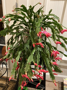 christmas  cactus with red blooms